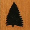 145 – Spruce Tree
